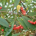 Cotoneaster x watereri P1C